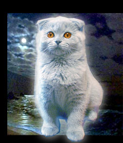 светло-небесно-голубая редкого окраса плюшевая вислоухая кошка
