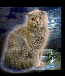 шотландская вислоухая лиловая плюшевая кошка