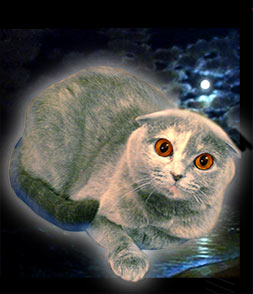 шотландская вислоухая голубо-кремовая кошка