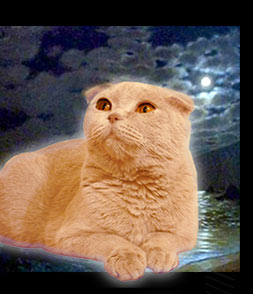 шотландская вислоухая лиловая плюшевая кошка